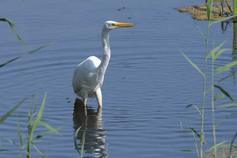 Ardea alba