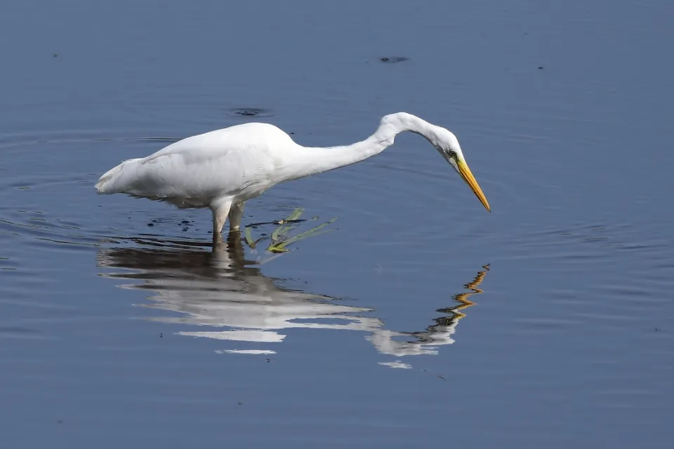 Ardea alba