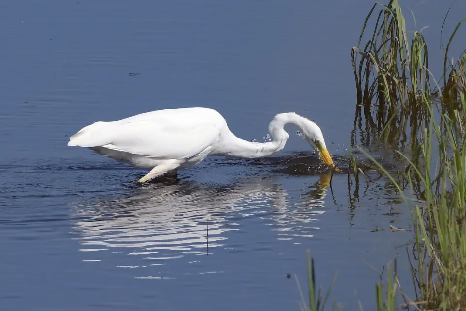 Ardea alba