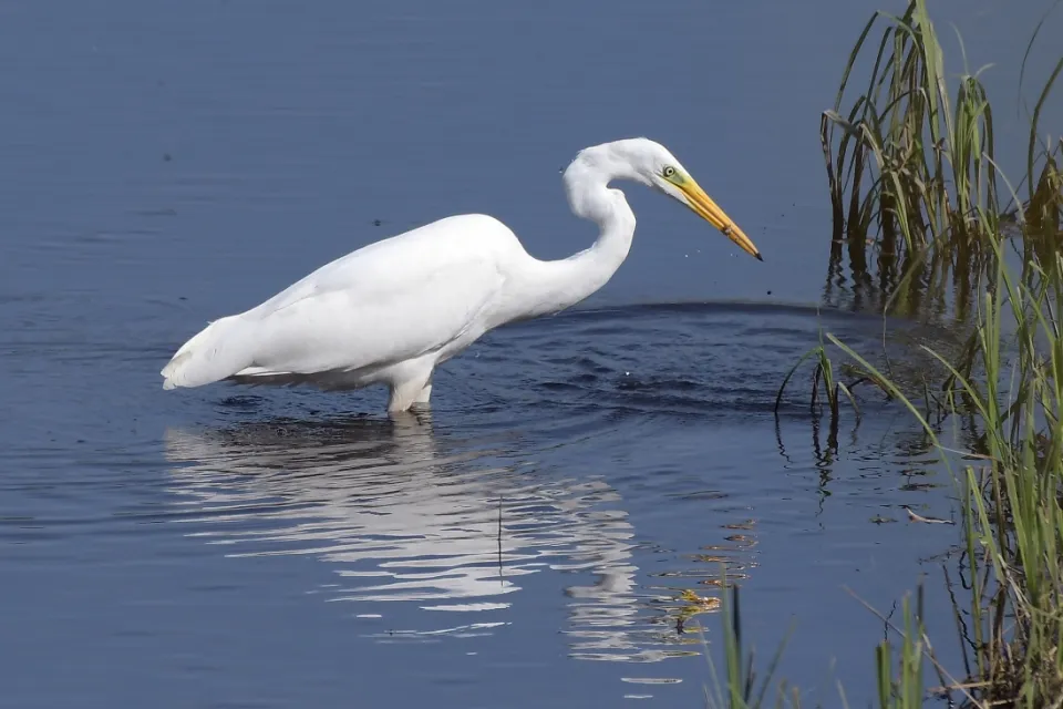 Ardea alba