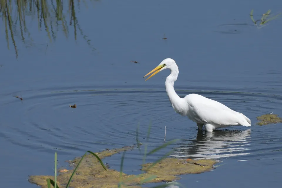 Ardea alba