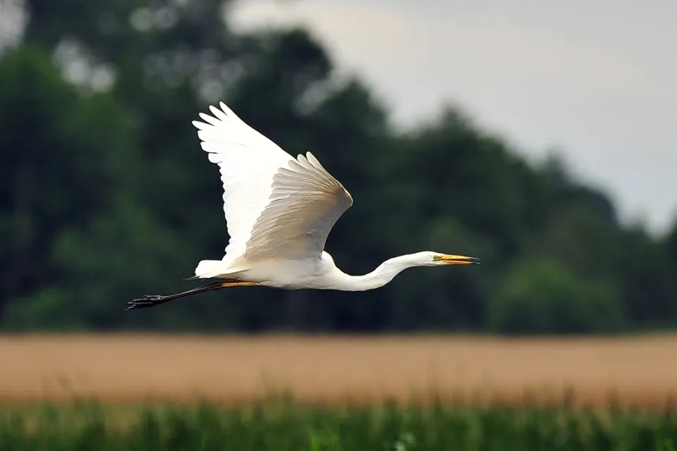 Ardea alba